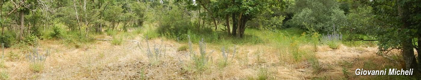 Parco del Ticino 13.6.15